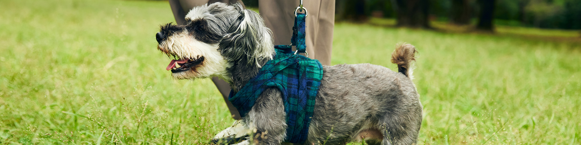 料理のイメージ