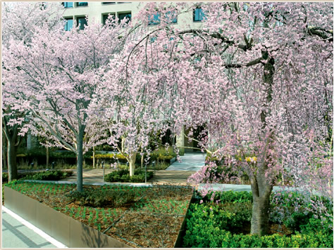 中之島の新しい新名所となる、桜が彩る街園。